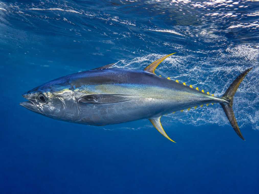 Yellowfin Tuna Speed The Engineering Behind One of the Ocean’s Fastest Fish