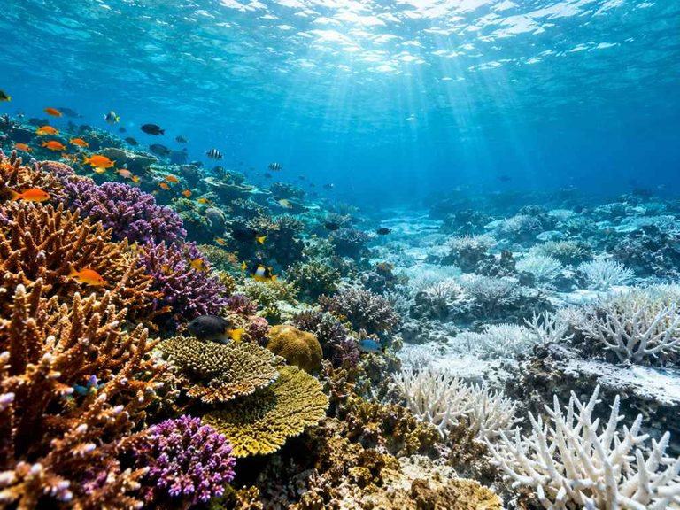 96% of the World’s Shallow Coral Reef Ecosystems Face Collapse Risk by 2075, IUCN Warns